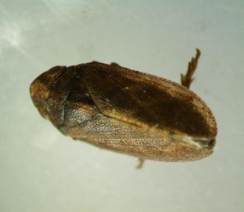 Tettigometra sp.
